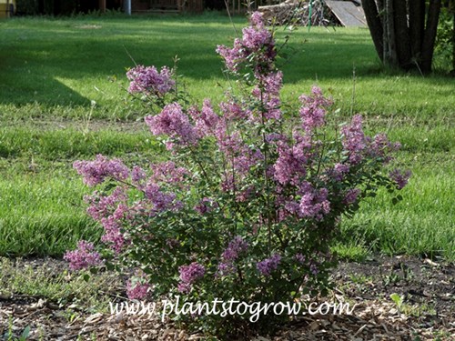 Bloomerang Lilac (Syringa penda)
This is a third year plant in my yard.